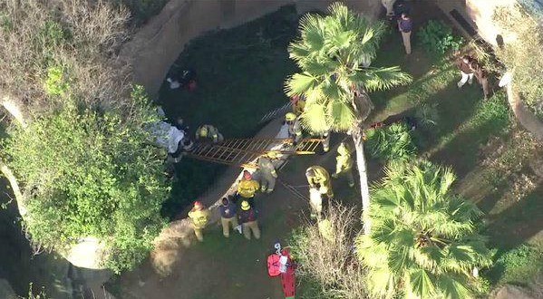 Zoo Worker Falls in Gorilla Enclosure, Fire Officials Say (Video)