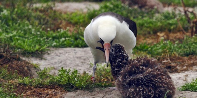 Albatross Wisdom Hatches 40th Chick In Hawaii Nesting Colony - Even At Age 65