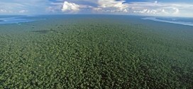 All US Forests Threatened, new study says