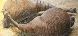 Ancient armadillos are related to modern armadillos, says new Research