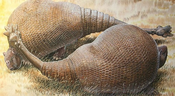 Ancient armadillos are related to modern armadillos, says new Research