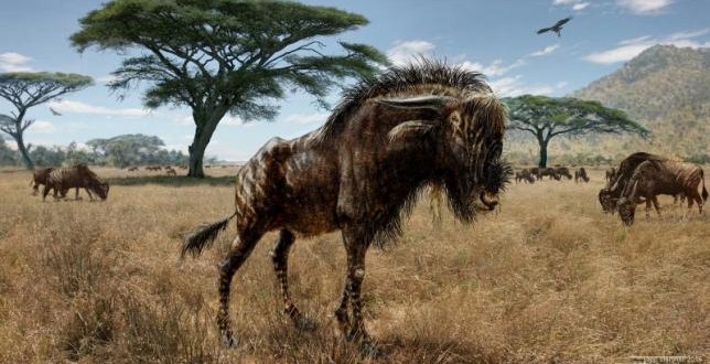 Ancient wildebeest shared nose with duck-billed dinosaur (Photo)