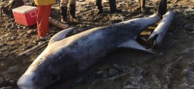 Body of rare dolphin washes up in Haida Gwaii (Photo)