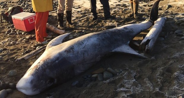 Body of rare dolphin washes up in Haida Gwaii (Photo)