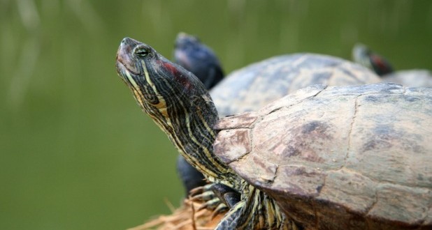 Canadian Man Who Smuggled 38 Turtles in His Pants Banned From Owning Them