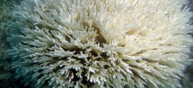 Coral Reef Die-off