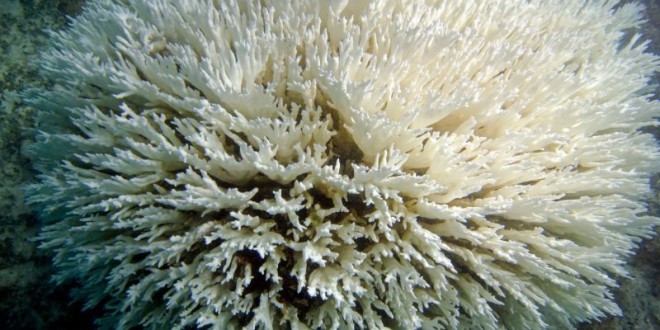 Coral Reef Die-off