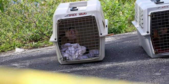Dead Woman, Capuchin Monkeys Found in Florida Motel Room (Video)