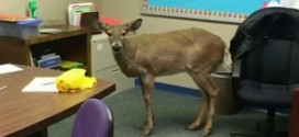 Deer jumps through window into North Arlington school (Photo)