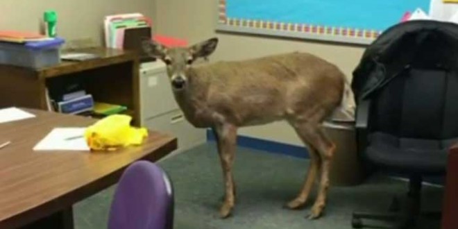Deer jumps through window into North Arlington school (Photo)