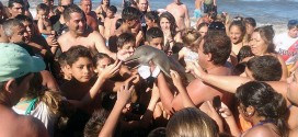 Dolphin dies after crowd pass it around for selfies (Video)