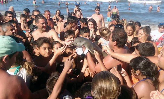 Dolphin dies after crowd pass it around for selfies “Video”