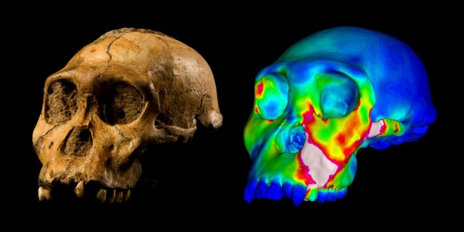 Early humans weren’t nutcrackers, says new Research