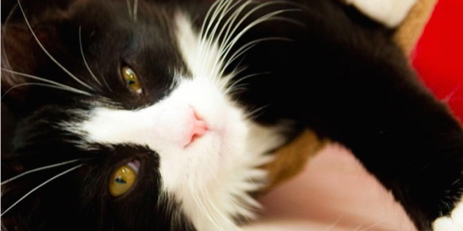 Eighty-four cats and dogs seized from breeding and boarding facility in Surrey, Report