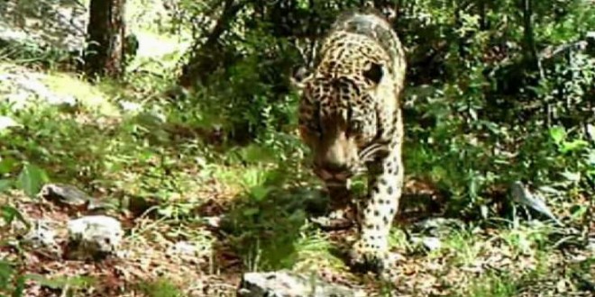 El Jefe: Jaguar in America caught on camera in Arizona (Video)