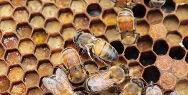 European Honeybee: Virus Is Spreading and Only Humans Can Stop It