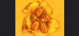 Extinct, Toxic Flowers Found Trapped in Amber