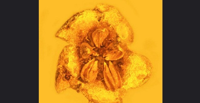 Extinct, Toxic Flowers Found Trapped in Amber