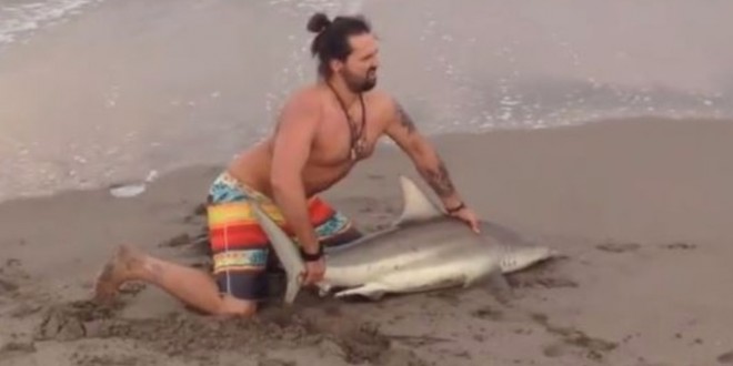 Florida Man pulls shark from Florida waters for photographs (Video)