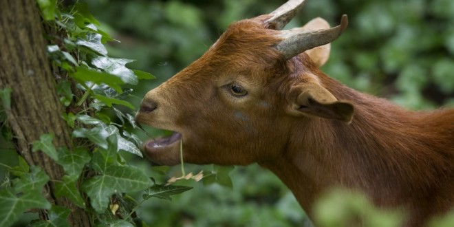 Fungi from goats’ guts could lead to better biofuels, says new Research