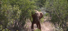 Gareth Crowe: Scots tourist 'killed by elephant' in front of teenage daughter during trek in Thailand