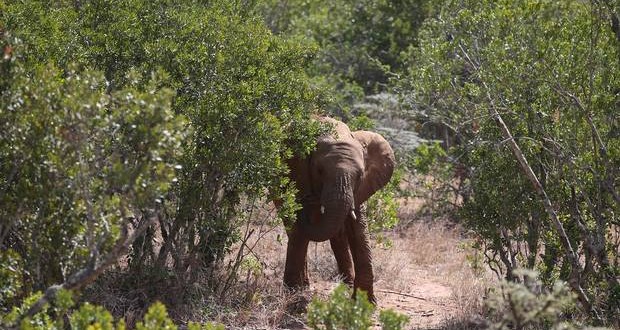 Gareth Crowe: Scots tourist 'killed by elephant' in front of teenage daughter during trek in Thailand