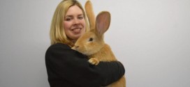 Giant continental rabbit from Scotland in need of a new home (Photo)