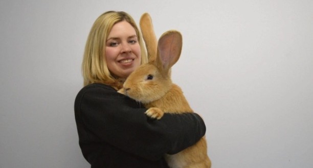 Giant continental rabbit from Scotland in need of a new home “Photo”