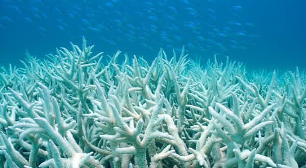 Herpes-like virus linked to coral bleaching, says new Research