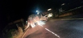 Isle of Wight: Triceratops obstructs traffic on United Kingdom street
