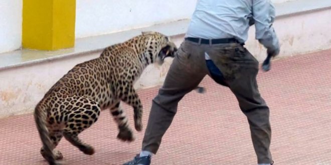 Leopard enters school in India, attacks six (Video)
