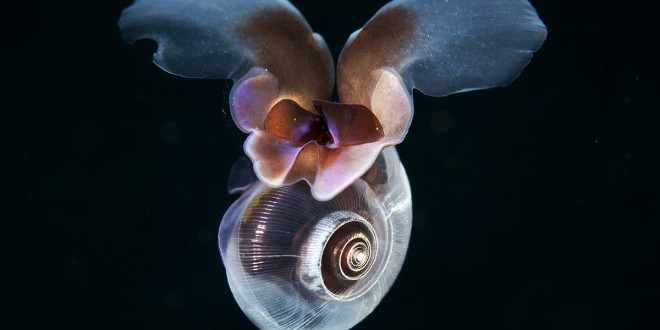 Limacina Helicina: Tiny snail 'flies' through the ocean like a butterfly, Study