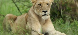 Lion Kills Park Employee