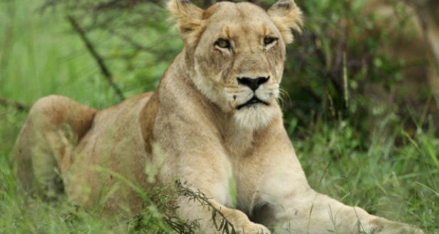 Lion Kills Park Employee