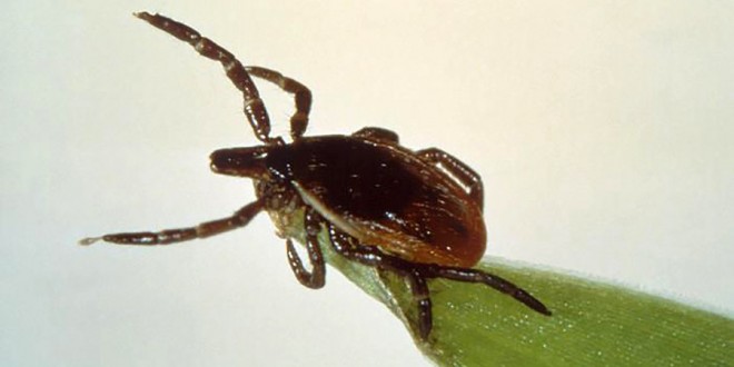 Lyme Disease Causing Bacteria Species Discovered At Mayo Clinic, US national health agency