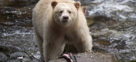 Most of British Columbia Great Bear Rainforest protected