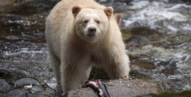 Most of British Columbia Great Bear Rainforest protected