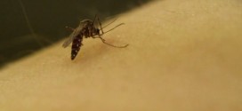 Officials confirm first case of Zika virus in Saskatchewan: public health agency