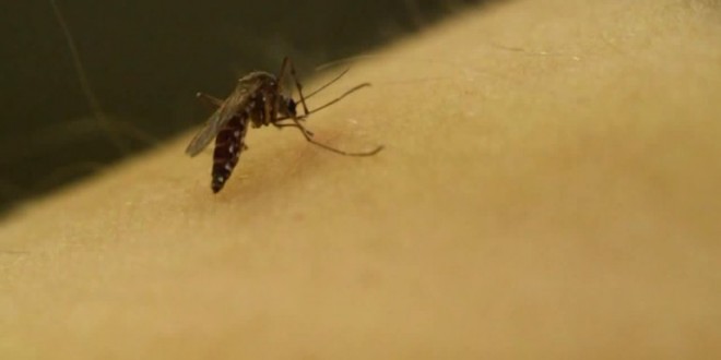 Officials confirm first case of Zika virus in Saskatchewan: public health agency