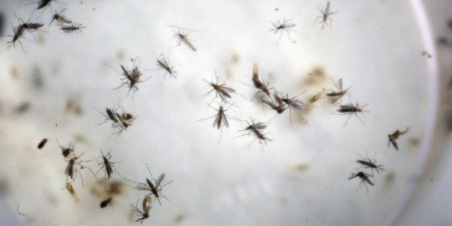Ontario has first confirmed case of Zika, Report