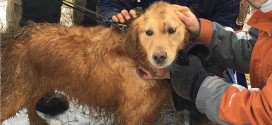 Pa Dog Rescued From Arboretum Sinkhole (Video)