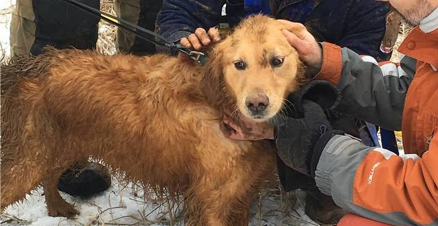 Pa Dog Rescued From Arboretum Sinkhole (Video)