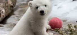 Polar Bear cub "Juno" makes her first public appearance at Toronto Zoo