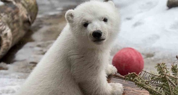 Polar Bear cub ‘Juno’ makes her first public appearance at Toronto Zoo “Photo”