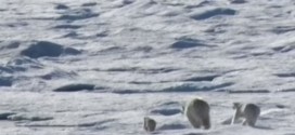 Polar bear kills, eats cub in front of mother (Video)