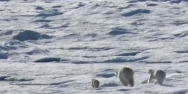 Polar bear kills, eats cub in front of mother (Video)