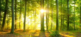 Researchers claim Europe's trees causing global warming