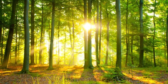 Researchers claim Europe's trees causing global warming