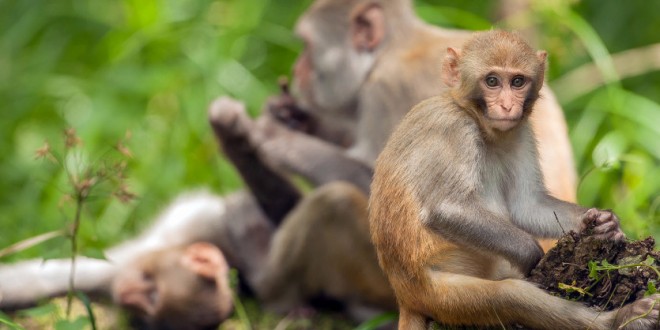 Scientists say problems with Florida's wild monkeys overstated