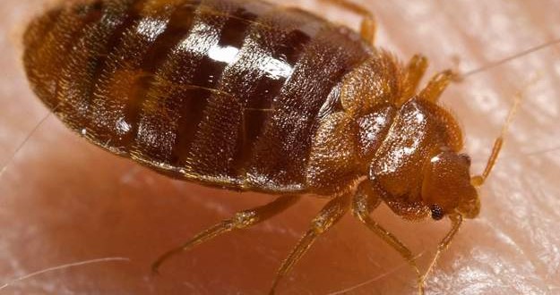 Researchers map bedbug genome by following pest through subway